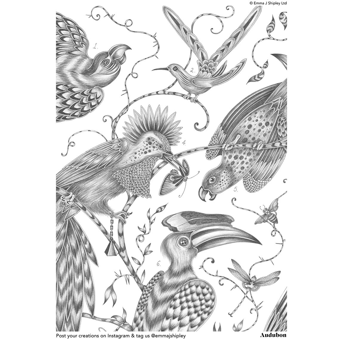 Audubon Colouring Page Free Download