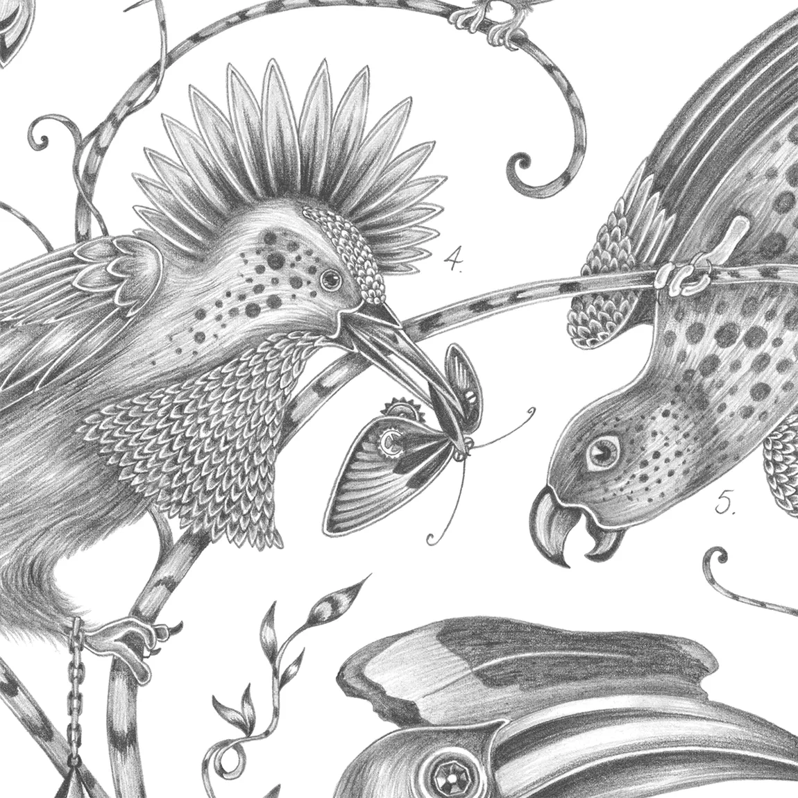 Audubon Colouring Page Free Download